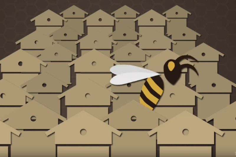 Le déclin des abeilles 1